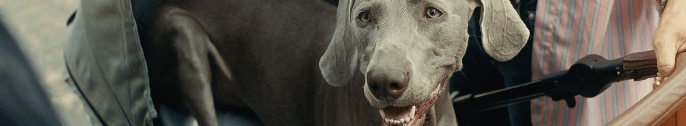 assicurazione cane e gatto